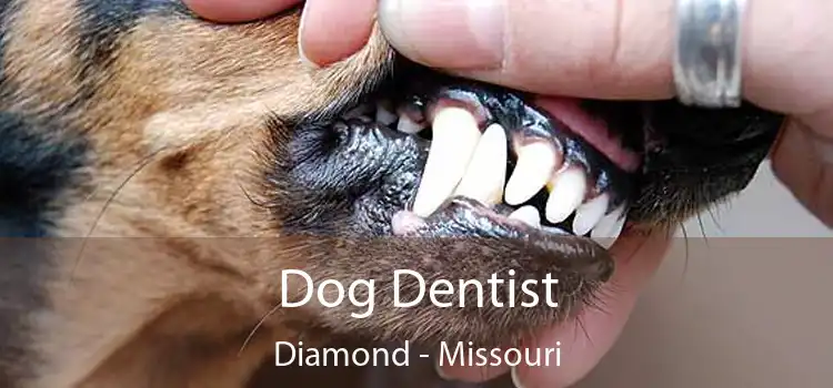 Dog Dentist Diamond - Missouri