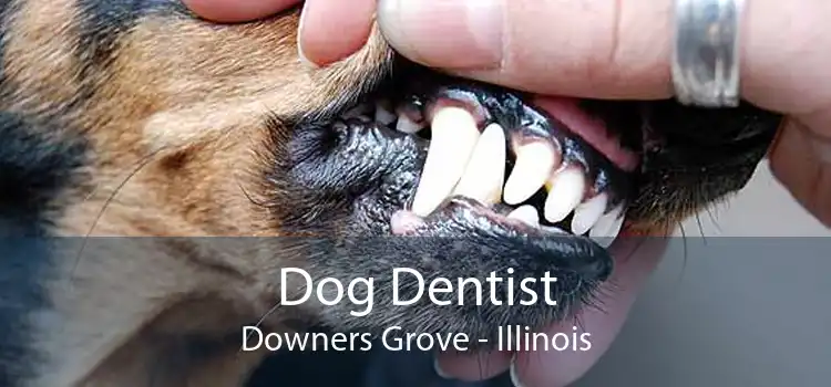 Dog Dentist Downers Grove - Illinois
