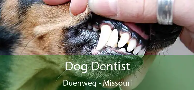 Dog Dentist Duenweg - Missouri