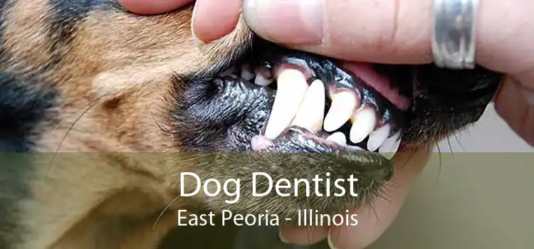 Dog Dentist East Peoria - Illinois