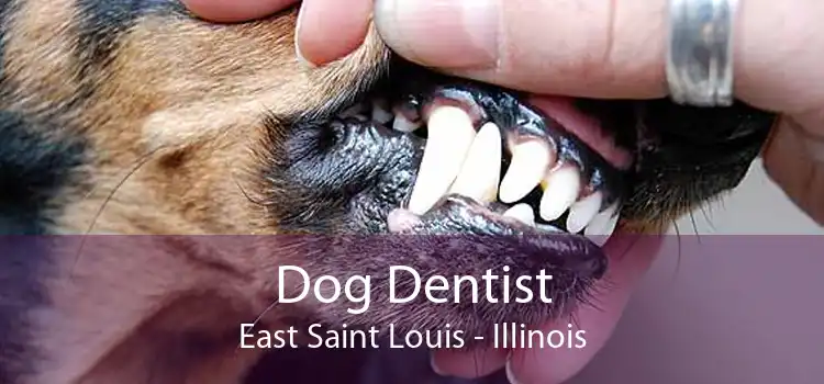 Dog Dentist East Saint Louis - Illinois