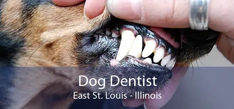 Dog Dentist East St. Louis - Illinois