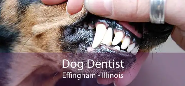 Dog Dentist Effingham - Illinois