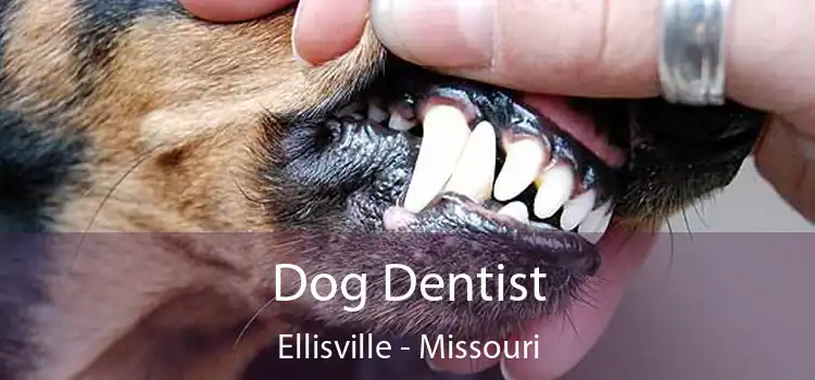 Dog Dentist Ellisville - Missouri