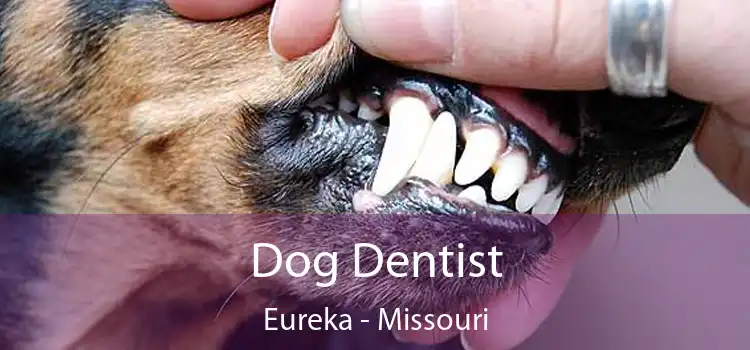 Dog Dentist Eureka - Missouri