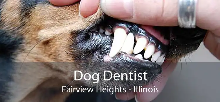 Dog Dentist Fairview Heights - Illinois