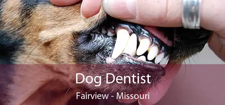 Dog Dentist Fairview - Missouri