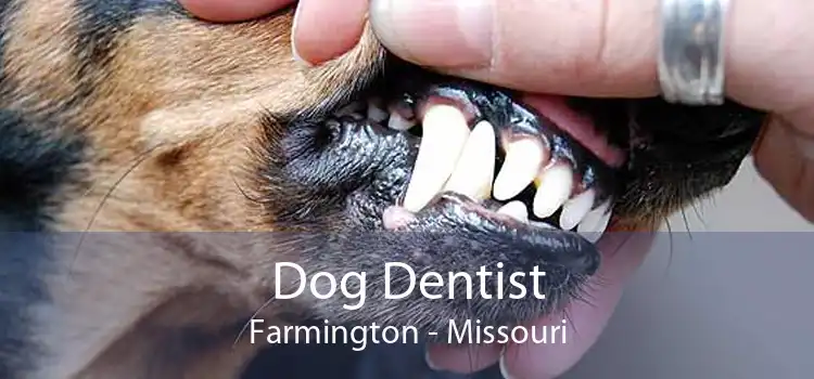 Dog Dentist Farmington - Missouri
