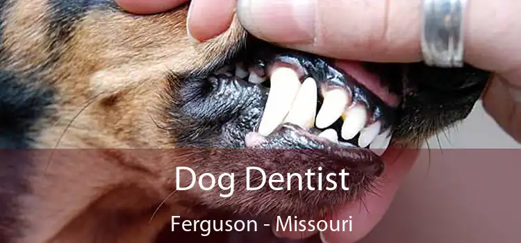 Dog Dentist Ferguson - Missouri