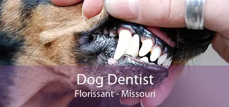 Dog Dentist Florissant - Missouri
