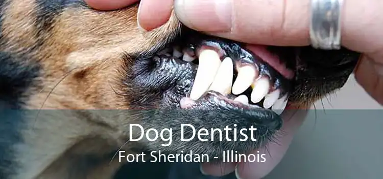 Dog Dentist Fort Sheridan - Illinois