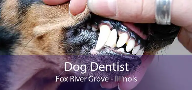 Dog Dentist Fox River Grove - Illinois
