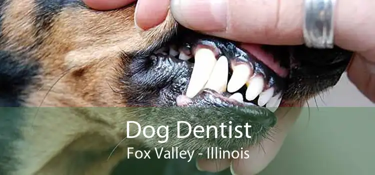 Dog Dentist Fox Valley - Illinois