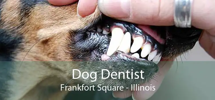 Dog Dentist Frankfort Square - Illinois