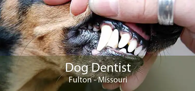 Dog Dentist Fulton - Missouri