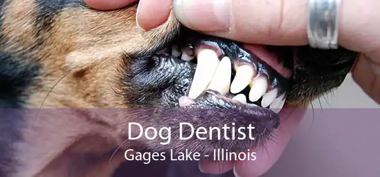 Dog Dentist Gages Lake - Illinois