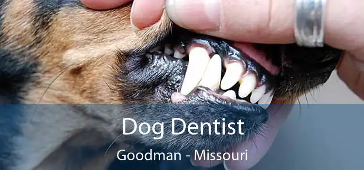 Dog Dentist Goodman - Missouri