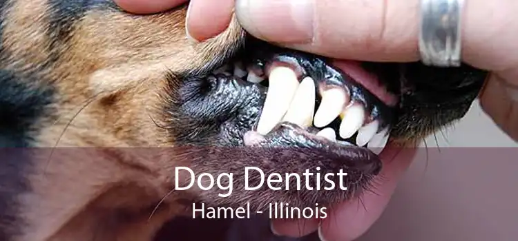 Dog Dentist Hamel - Illinois