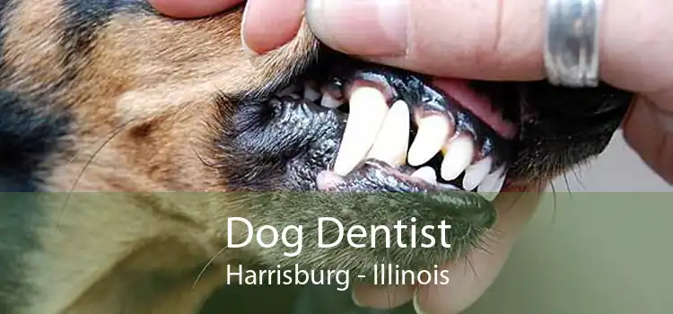 Dog Dentist Harrisburg - Illinois