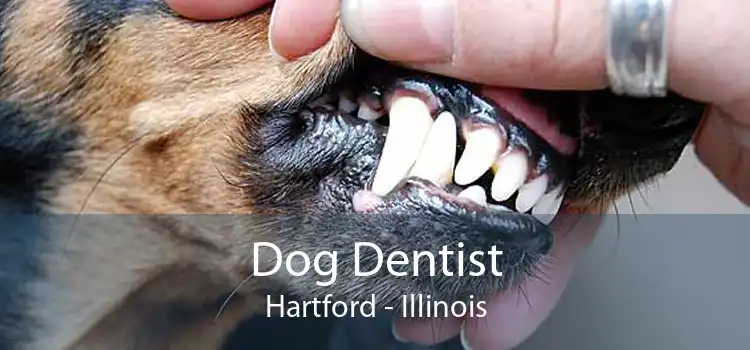 Dog Dentist Hartford - Illinois