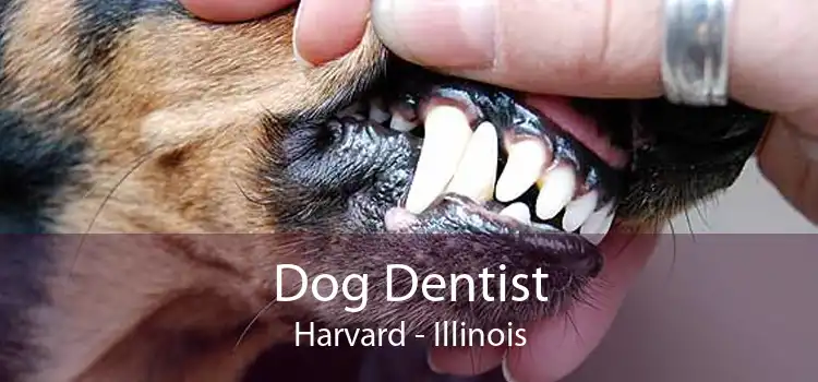 Dog Dentist Harvard - Illinois