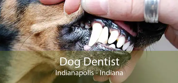 Dog Dentist Indianapolis - Indiana