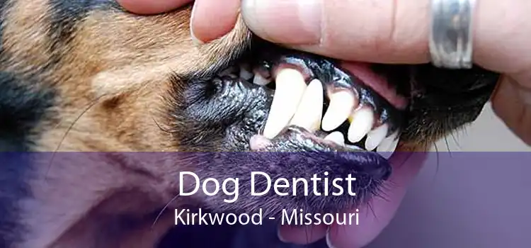 Dog Dentist Kirkwood - Missouri