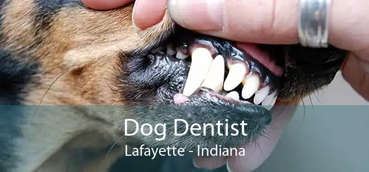Dog Dentist Lafayette - Indiana