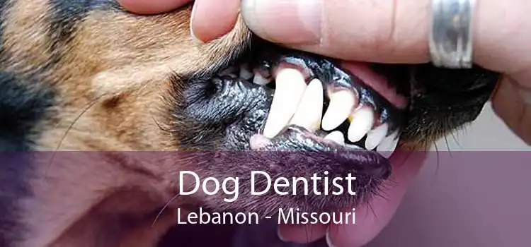 Dog Dentist Lebanon - Missouri