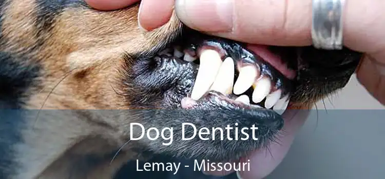 Dog Dentist Lemay - Missouri