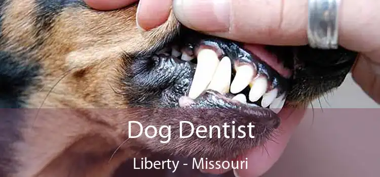 Dog Dentist Liberty - Missouri