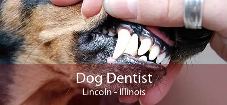Dog Dentist Lincoln - Illinois
