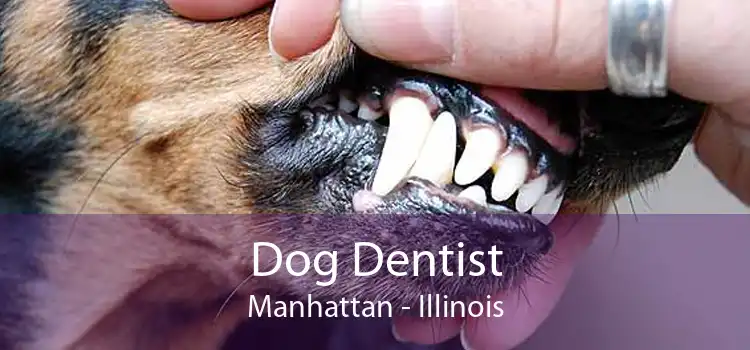 Dog Dentist Manhattan - Illinois
