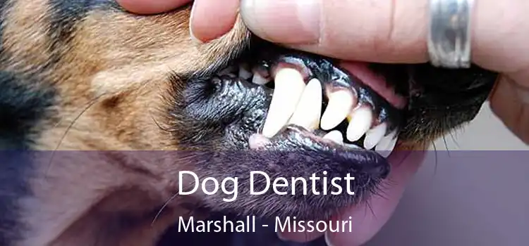 Dog Dentist Marshall - Missouri