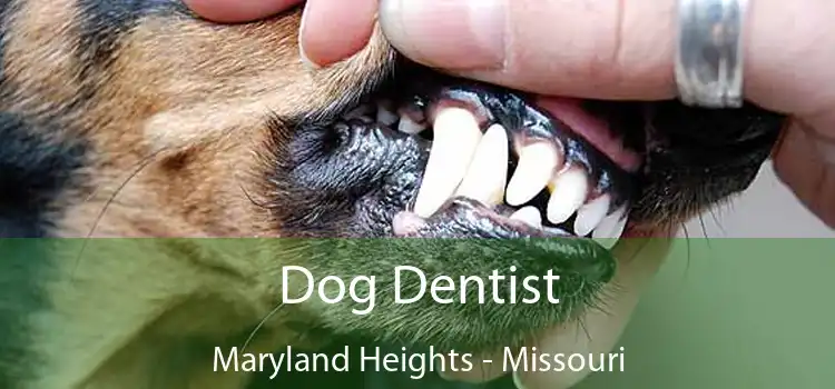 Dog Dentist Maryland Heights - Missouri