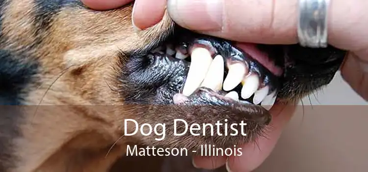 Dog Dentist Matteson - Illinois