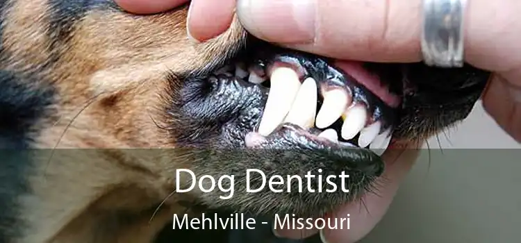 Dog Dentist Mehlville - Missouri