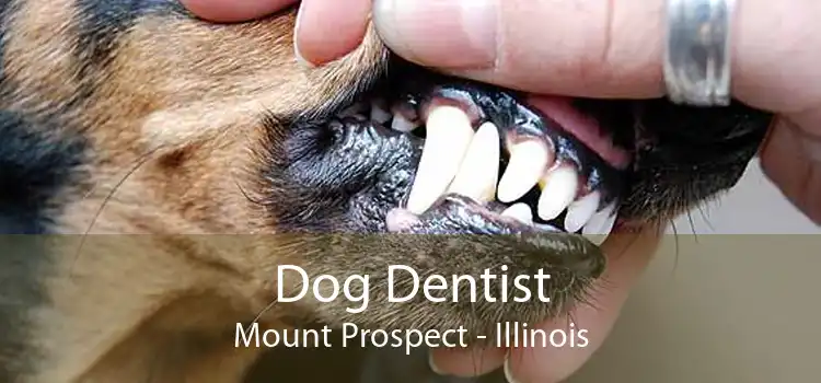 Dog Dentist Mount Prospect - Illinois