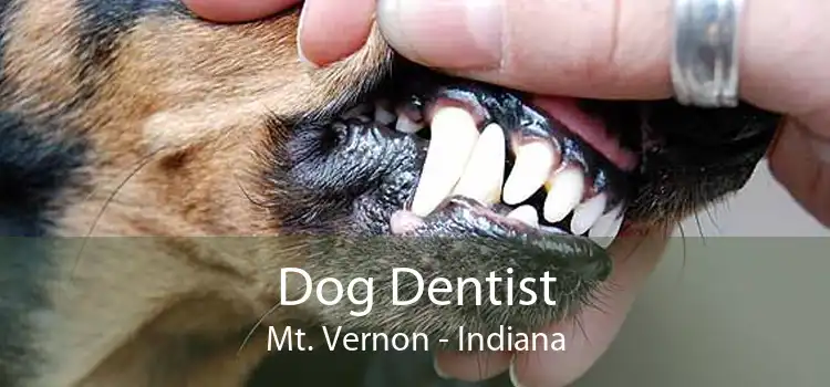 Dog Dentist Mt. Vernon - Indiana