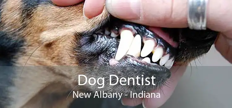 Dog Dentist New Albany - Indiana