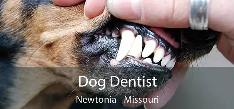 Dog Dentist Newtonia - Missouri