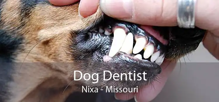Dog Dentist Nixa - Missouri