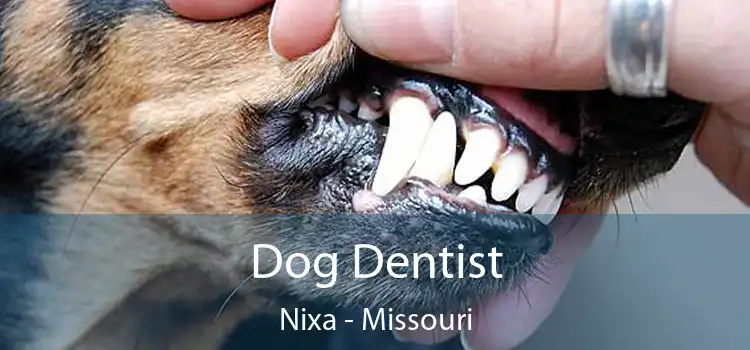 Dog Dentist Nixa - Missouri