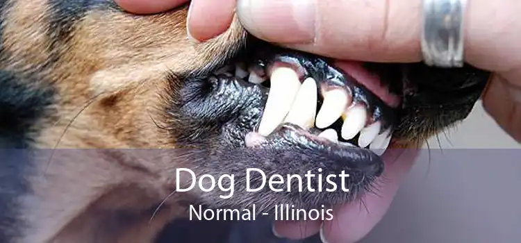 Dog Dentist Normal - Illinois