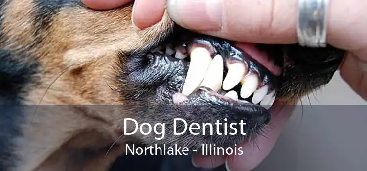 Dog Dentist Northlake - Illinois