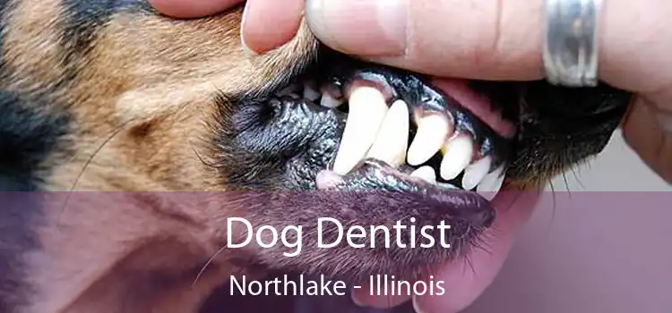 Dog Dentist Northlake - Illinois