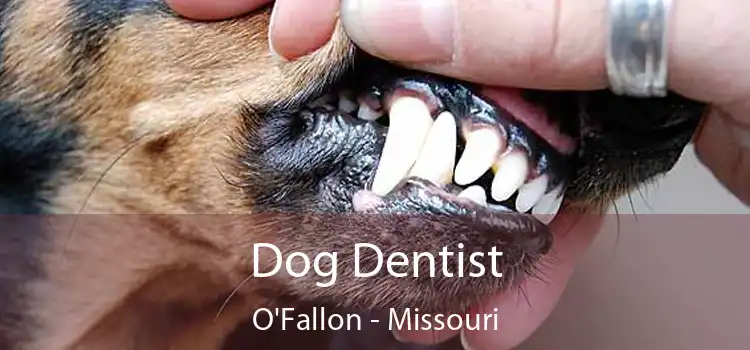 Dog Dentist O'Fallon - Missouri