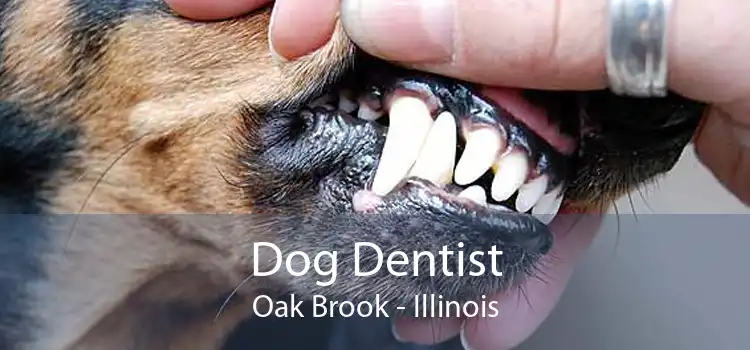 Dog Dentist Oak Brook - Illinois