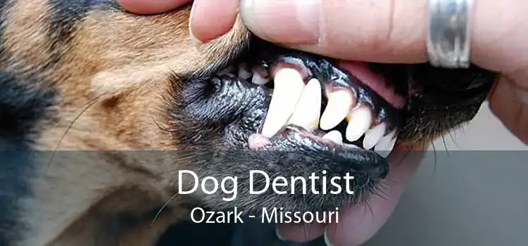 Dog Dentist Ozark - Missouri
