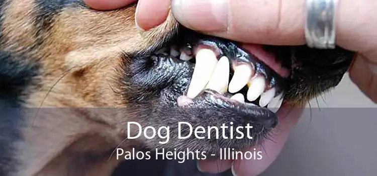 Dog Dentist Palos Heights - Illinois